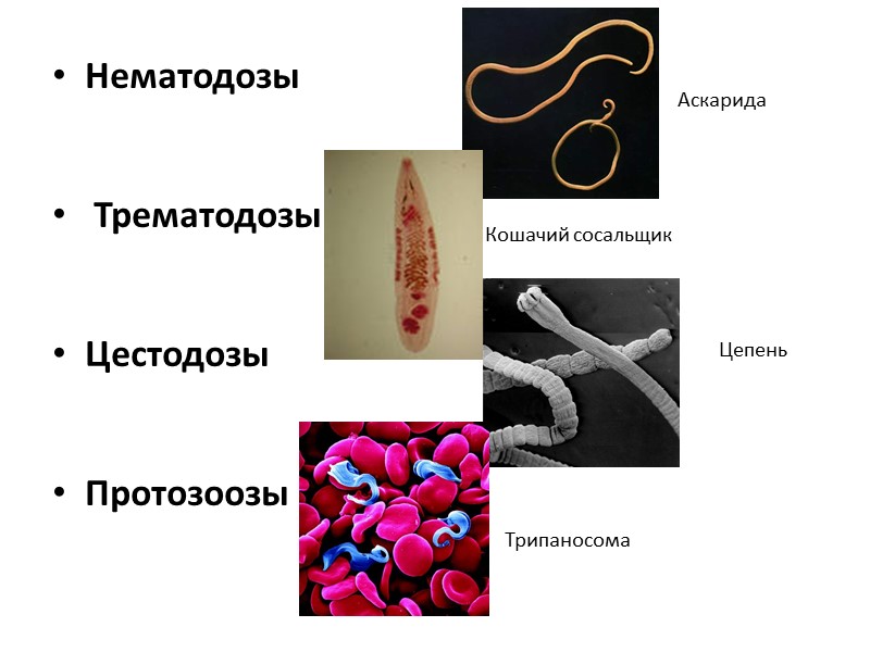Предпосылки к паразитическому образу жизни:  Низкий уровень организации паразита. Малые размеры тела. Наличие